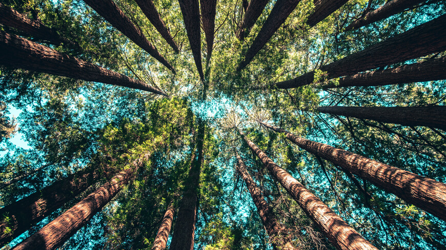 La photo d'une forêt d'arbres vue d'en bas